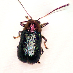 Aporocera