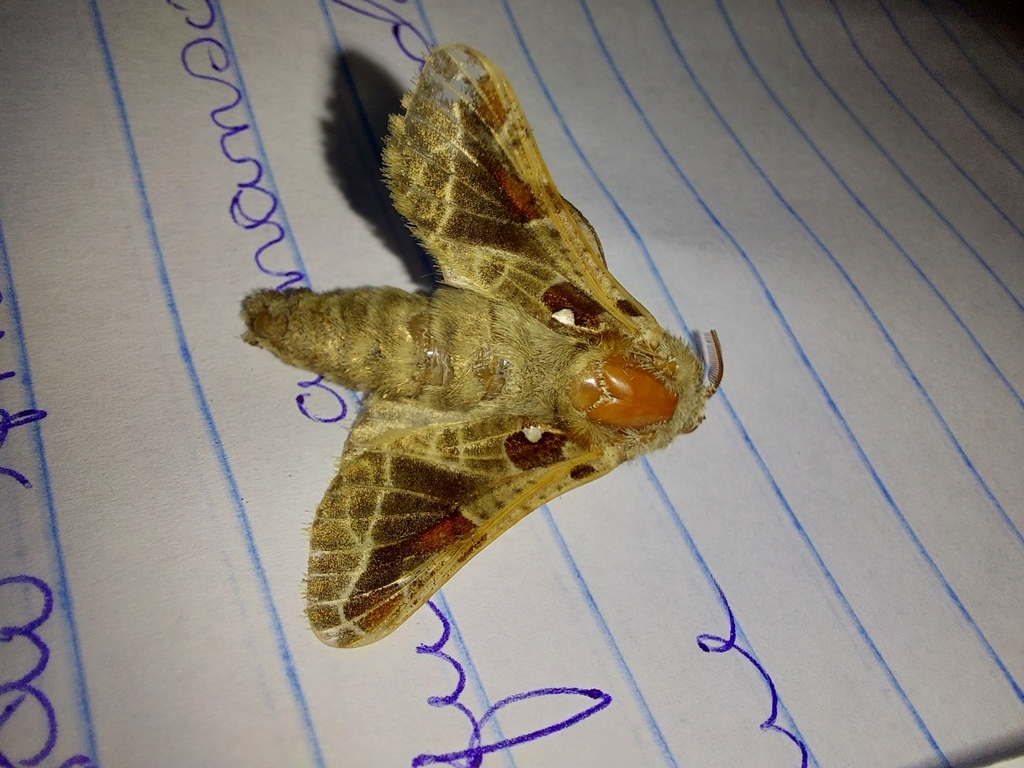 Hypopta superba
