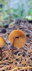 Mycena aurantiomarginata