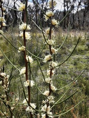 Hakea microcarpa