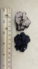 Rhizopogon alexsmithii