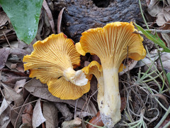 Cantharellus tenuithrix