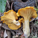 Cantharellus tenuithrix - Photo (c) Steven IGAS Landseadel, some rights reserved (CC BY-NC), uploaded by Steven IGAS Landseadel