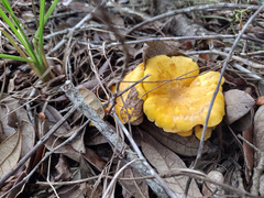 Cantharellus tenuithrix