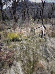 Hakea microcarpa