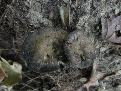 Sarcodon atroviridis