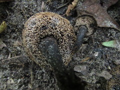 Sarcodon atroviridis