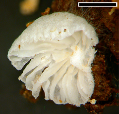Clitopilus kamaka