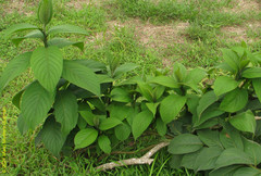 Heliotropium cuspidatum