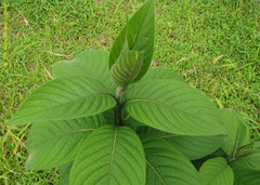 Heliotropium cuspidatum