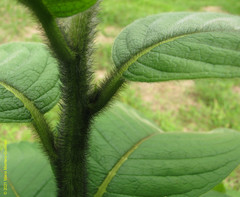 Heliotropium cuspidatum