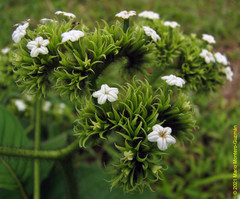 Heliotropium cuspidatum