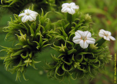 Heliotropium cuspidatum