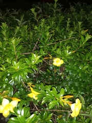 Allamanda schottii