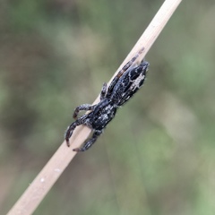 Ocrisiona melancholica