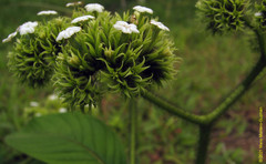 Heliotropium cuspidatum