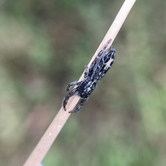 Ocrisiona melancholica