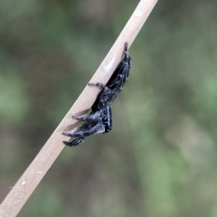 Ocrisiona melancholica