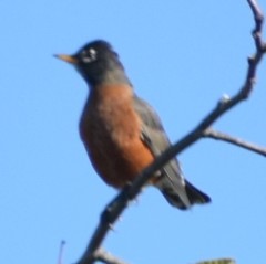 Turdus migratorius