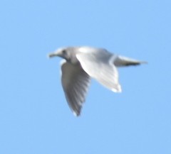 Larus glaucescens × occidentalis