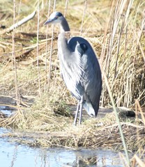 Ardea herodias
