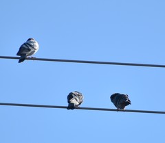 Columba livia domestica