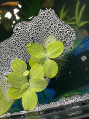 Pistia