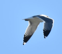 Larus californicus