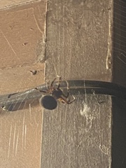 Araneidae