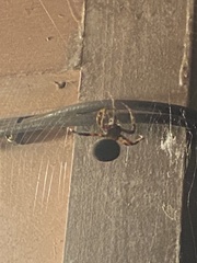 Araneidae