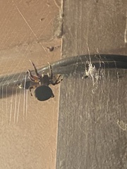 Araneidae