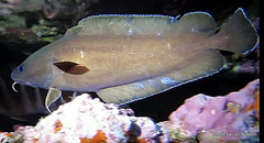 Lotella rhacina