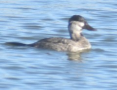 Oxyura jamaicensis