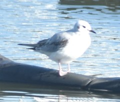 Chroicocephalus philadelphia