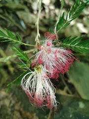 Calliandra caeciliae