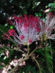 Calliandra caeciliae