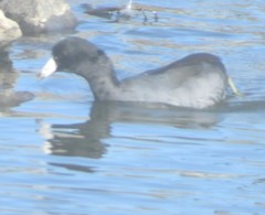 Fulica americana