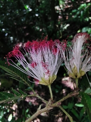 Calliandra caeciliae