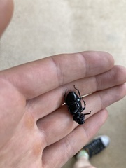 Cryptodus tasmannianus