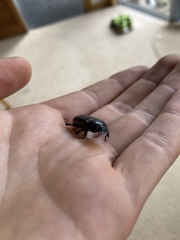 Cryptodus tasmannianus