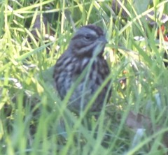 Melospiza melodia