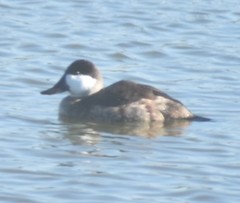Oxyura jamaicensis