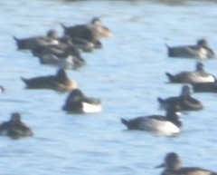 Aythya collaris