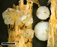 Marasmiellus bonii