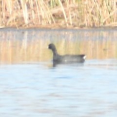 Fulica americana