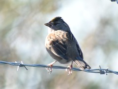 Zonotrichia atricapilla