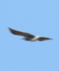 Colaptes auratus cafer