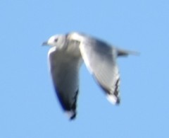 Larus brachyrhynchus