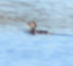Podilymbus podiceps