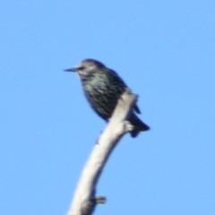 Sturnus vulgaris